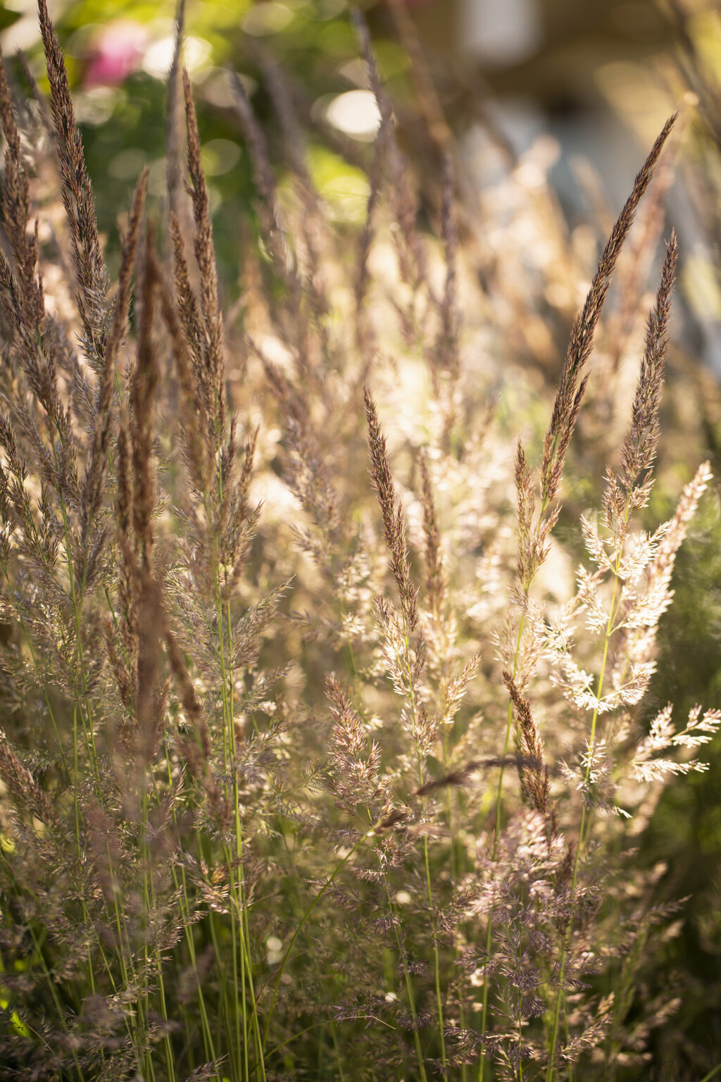 Lažni bambus (panicum) višegodišnja je trava koja cvate u proljeće do ljeta, a zbog visine idealna je za rubne gredice i ukrasne tegle - 9