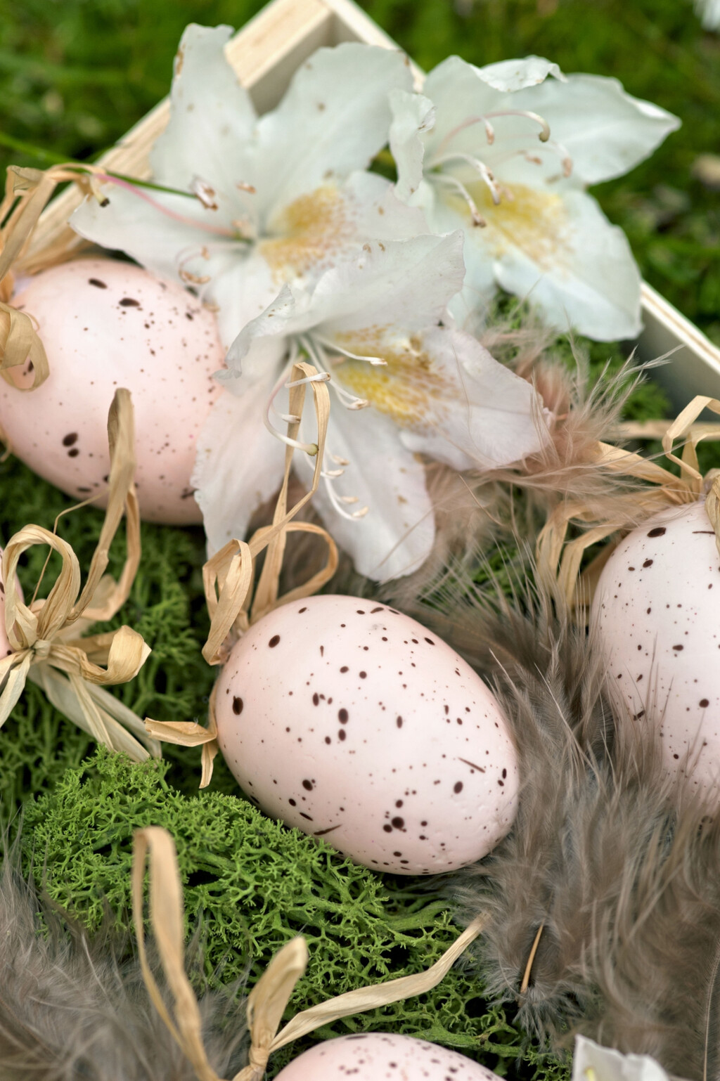 Pisanice s pjegicama - 4