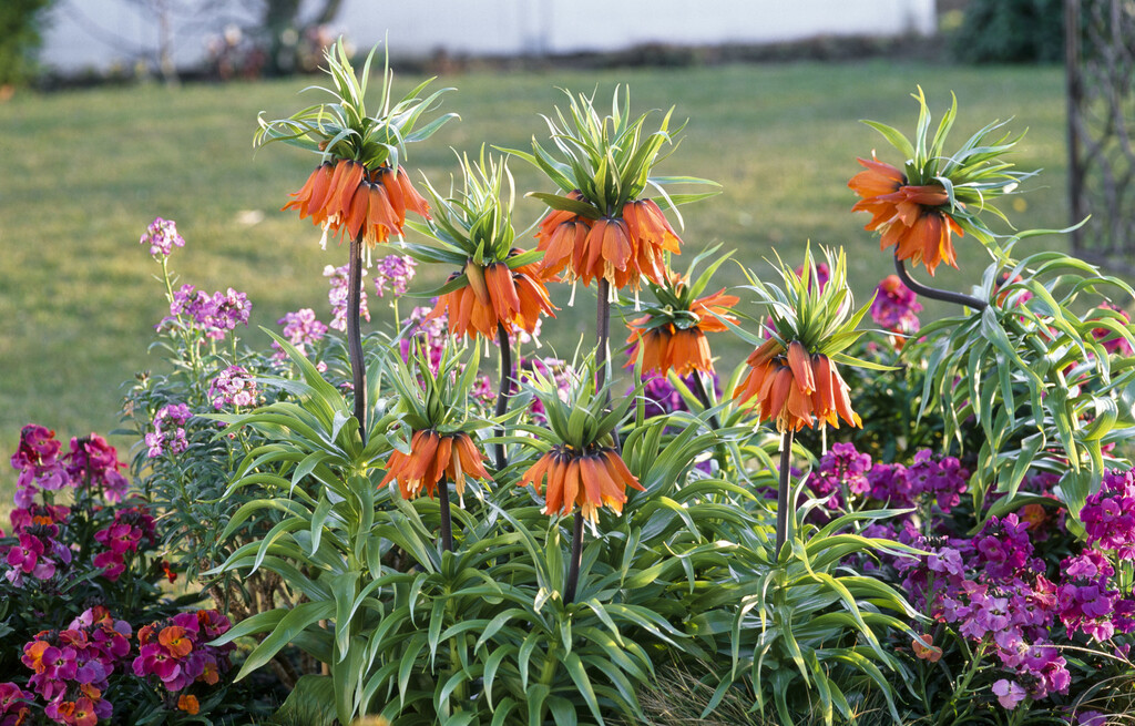 Carska krunica prepoznatljiva je po visokoj, uspravnoj stabljici koja može narasti i do metra visine