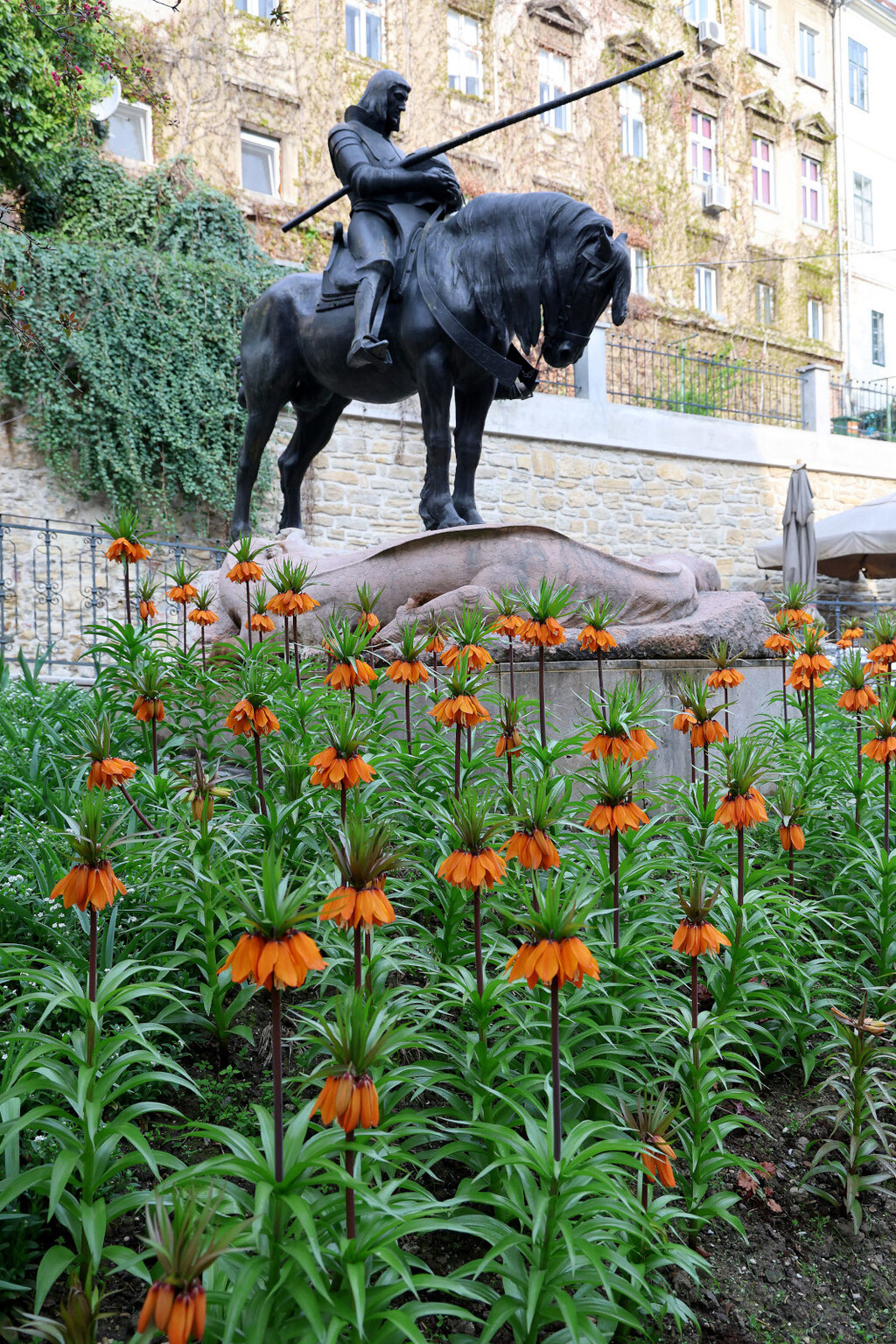 Carska krunica ime je dobila zbog 'krune' cvjetova koja ponosno stoji na vrhu visoke stabljike - 4