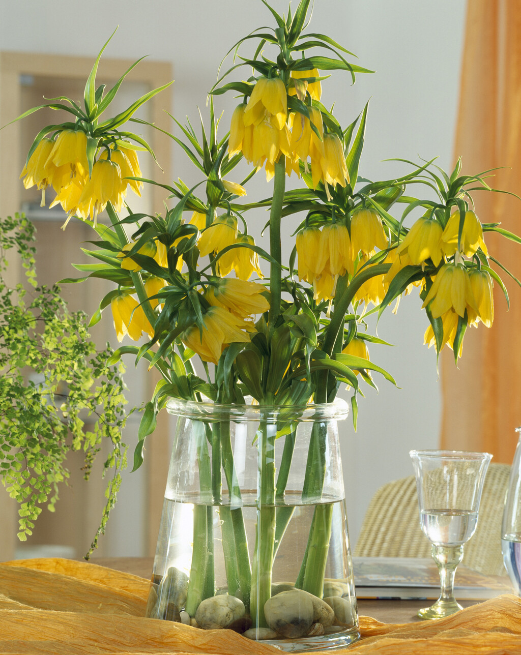 Carska krunica ime je dobila zbog 'krune' cvjetova koja ponosno stoji na vrhu visoke stabljike - 7