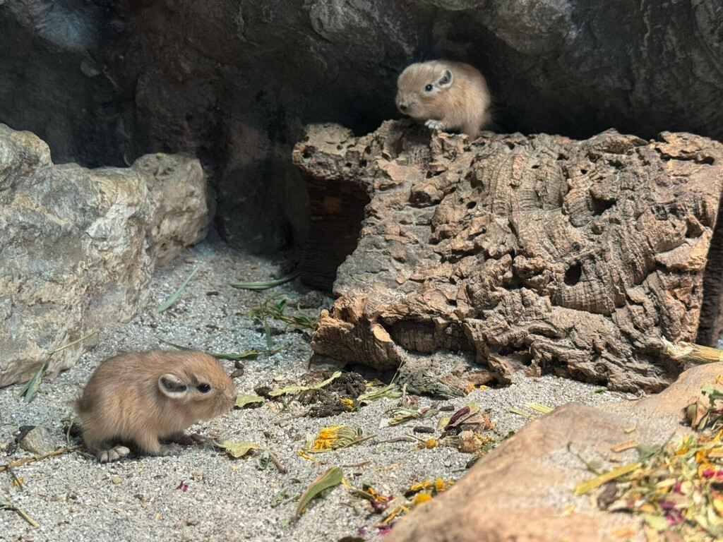 U Zagrebu su prošli tjedan na svijet došla dva gundija