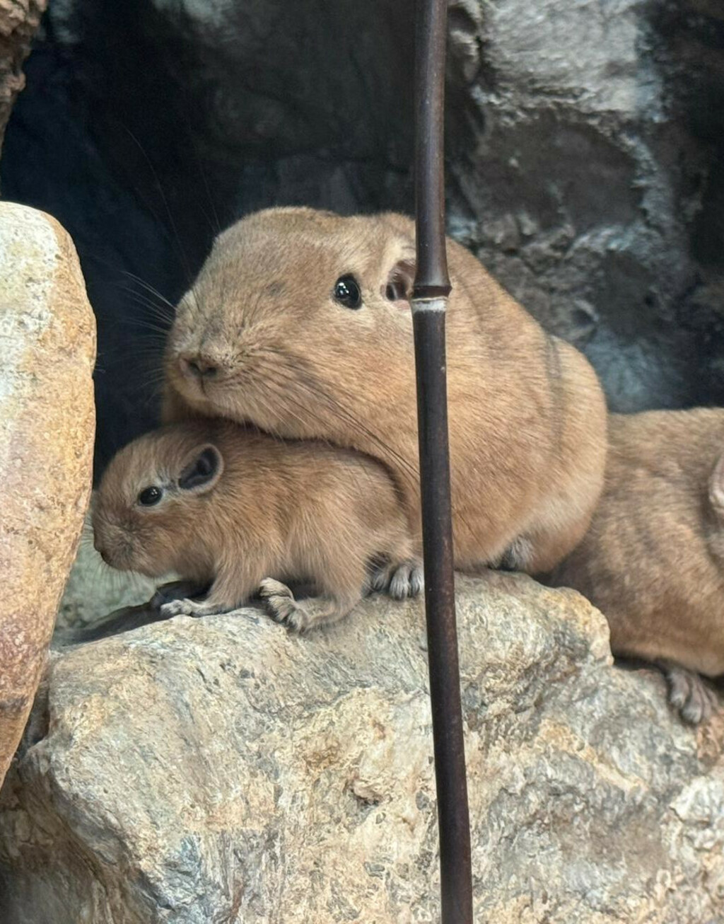 U Zagrebu prvi put na svijet došli dražesni gundiji