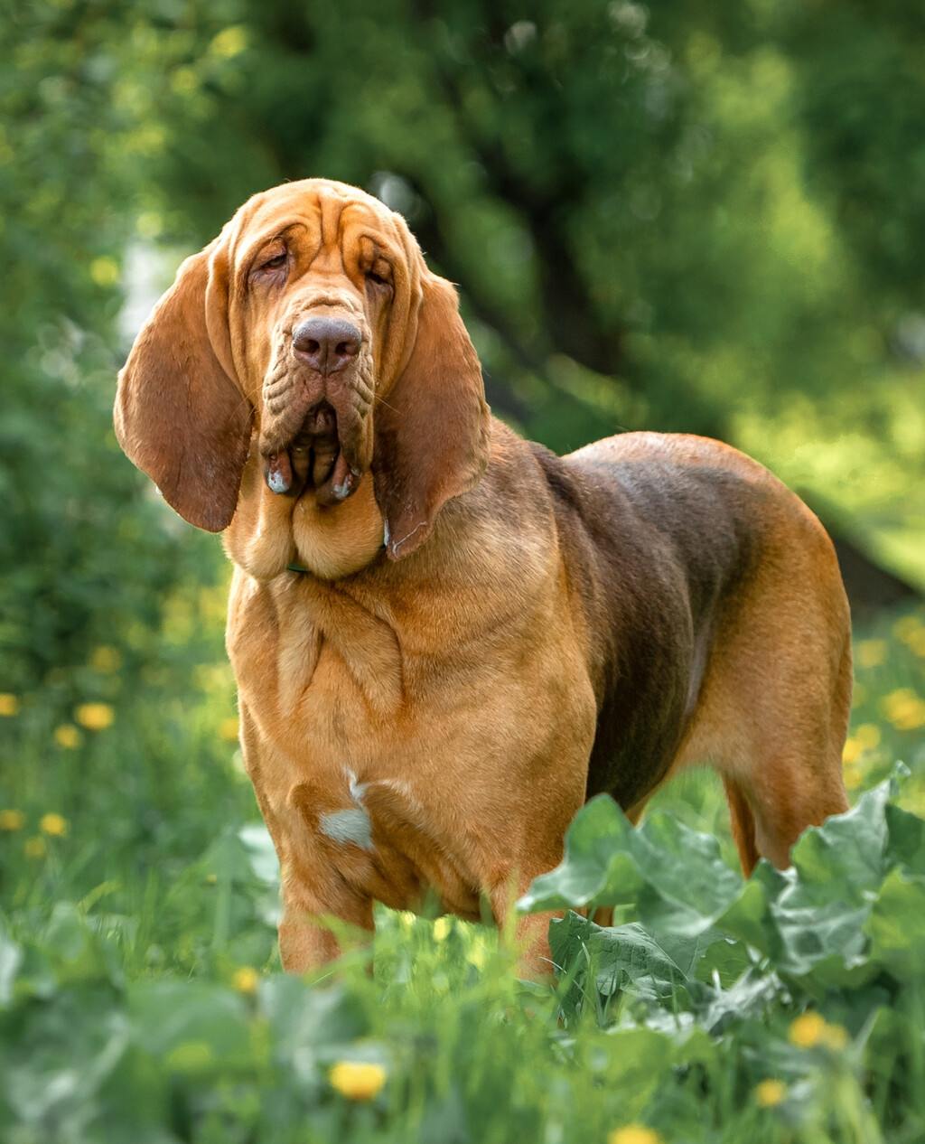 Bloodhound