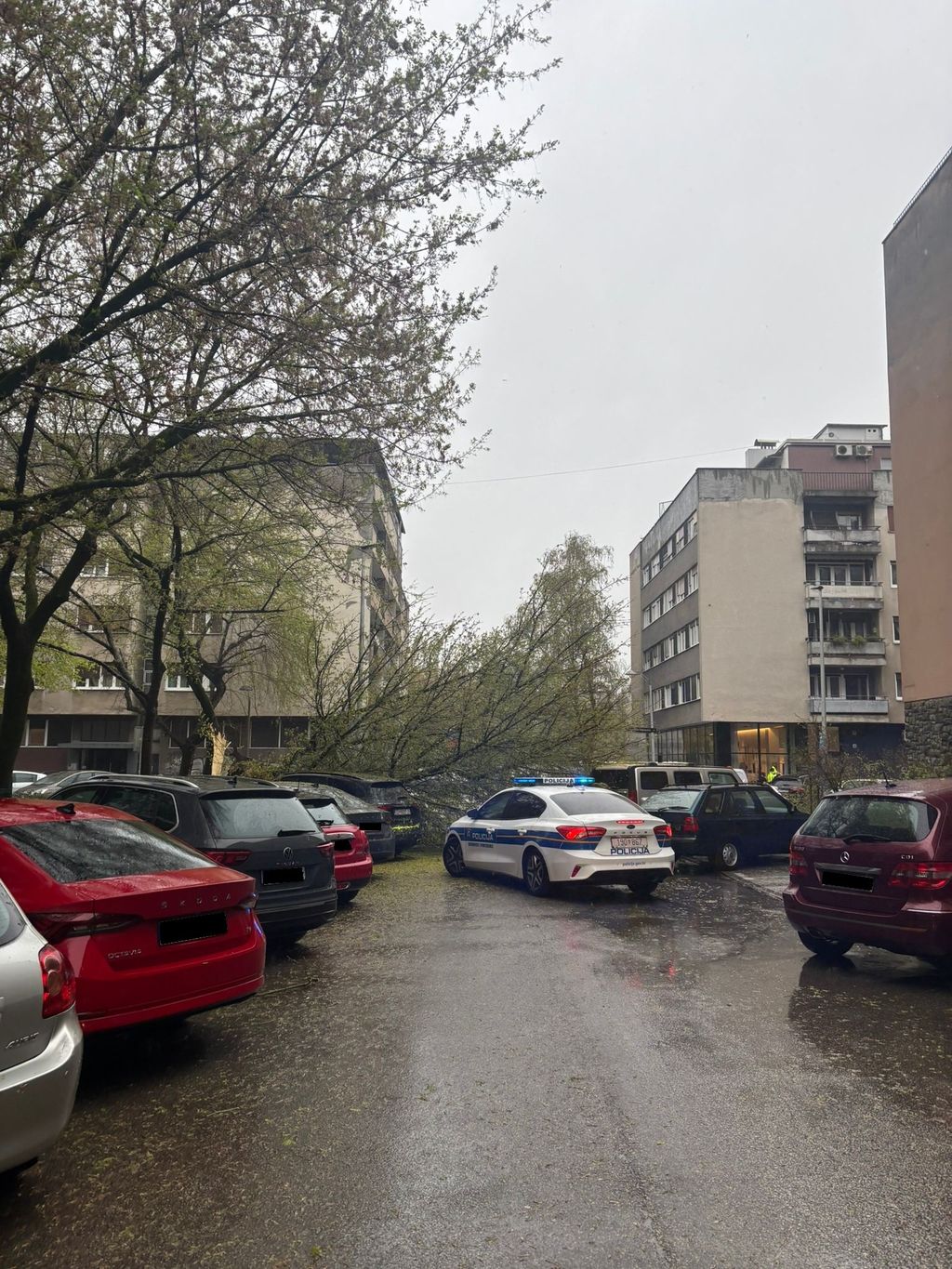 U Podsusedu se srušilo stablo