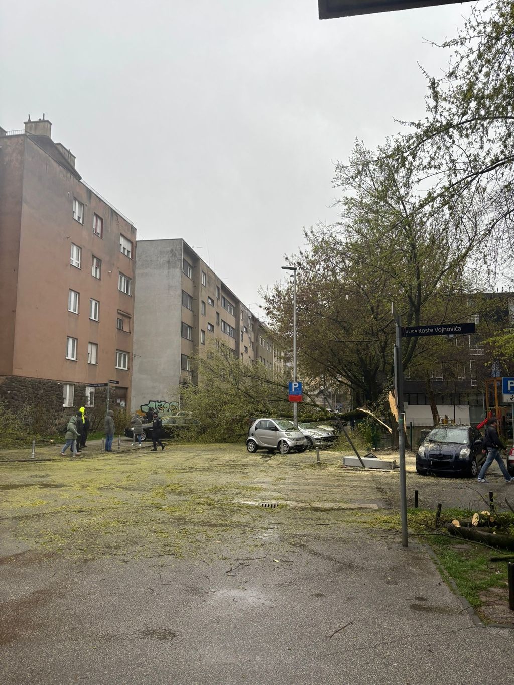 U Podsusedu se srušilo stablo