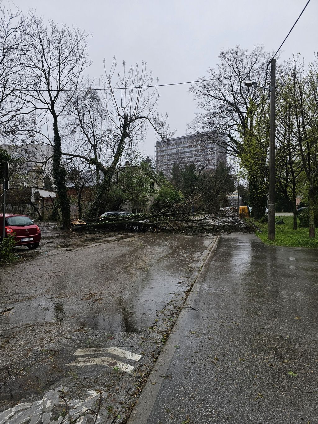 Drveće na prometnicama