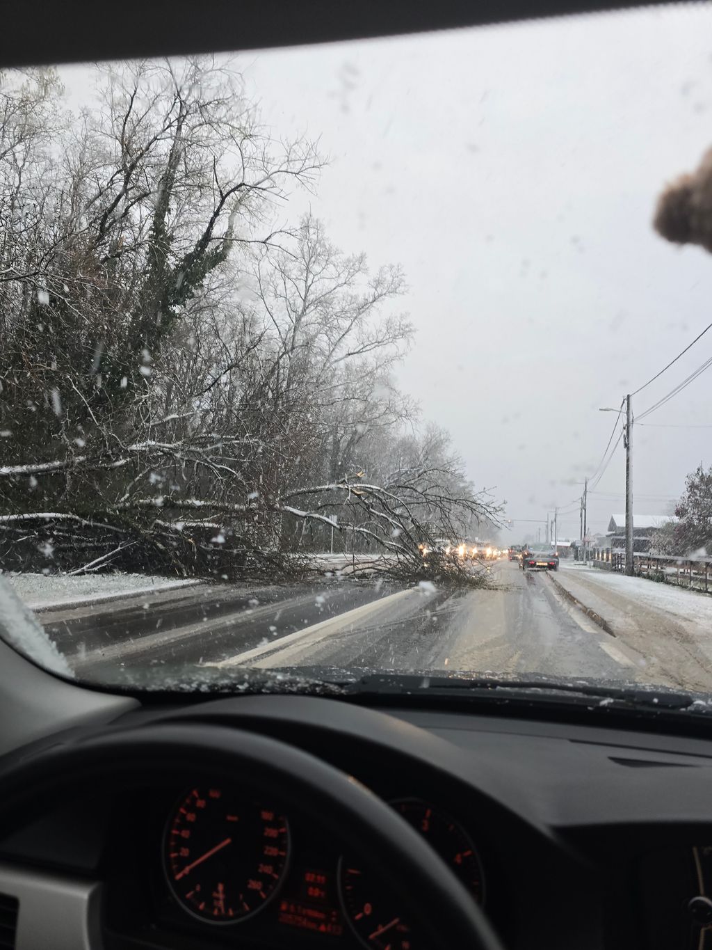 Drveće na prometnicama