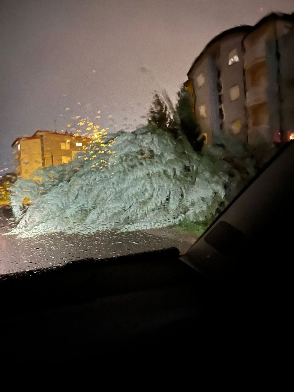 Drveće na prometnicama