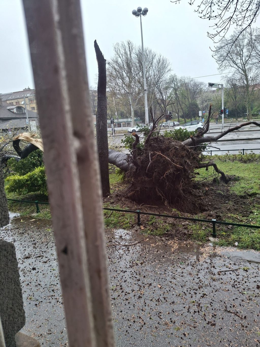 Drveće na prometnicama