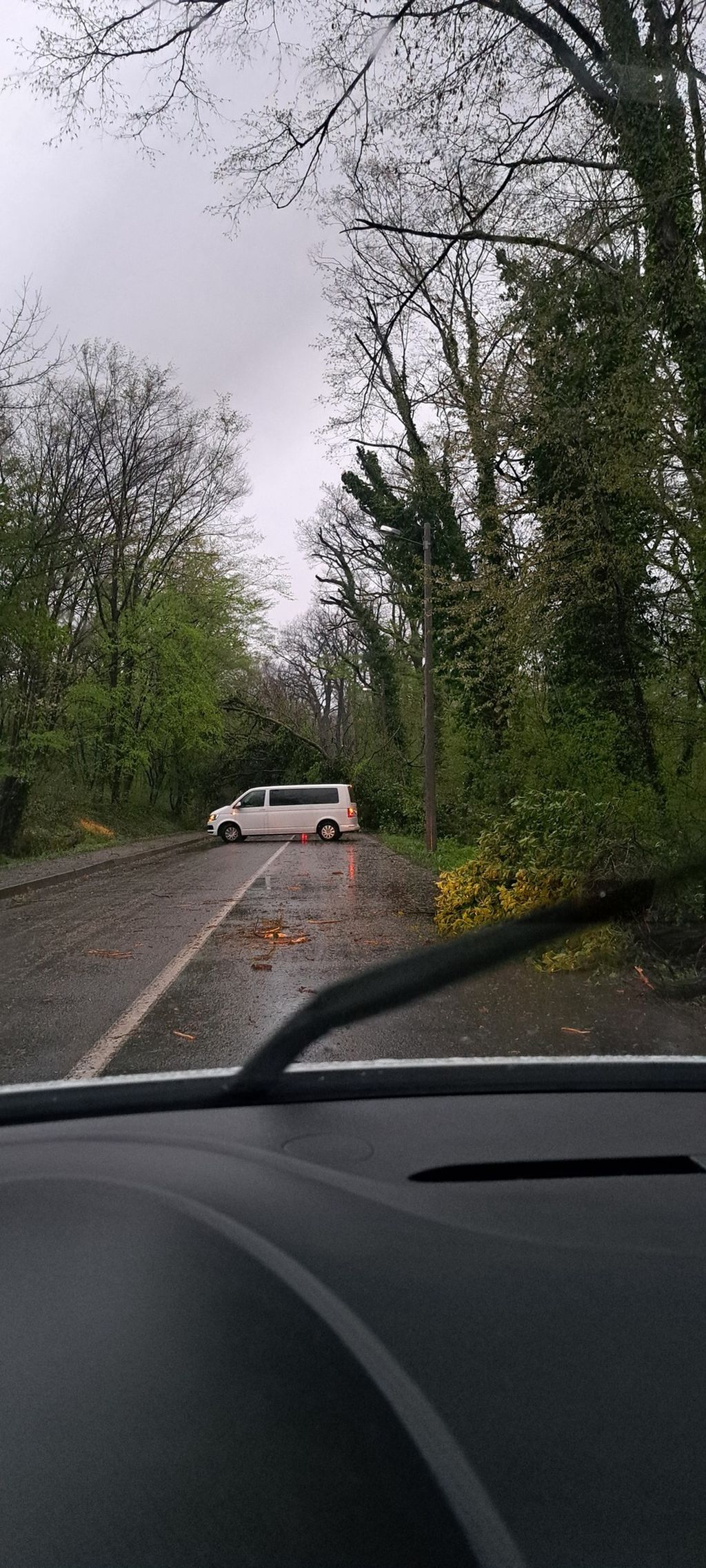 Drveće na prometnicama