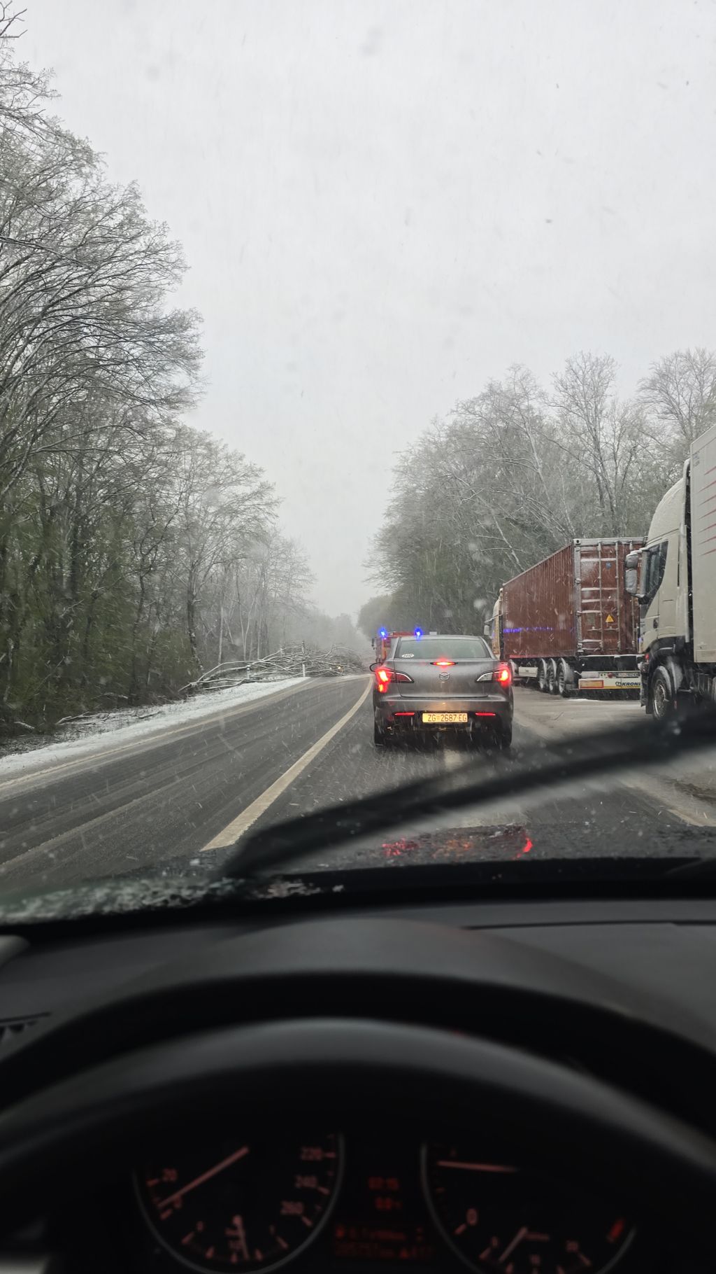 Drveće na prometnicama