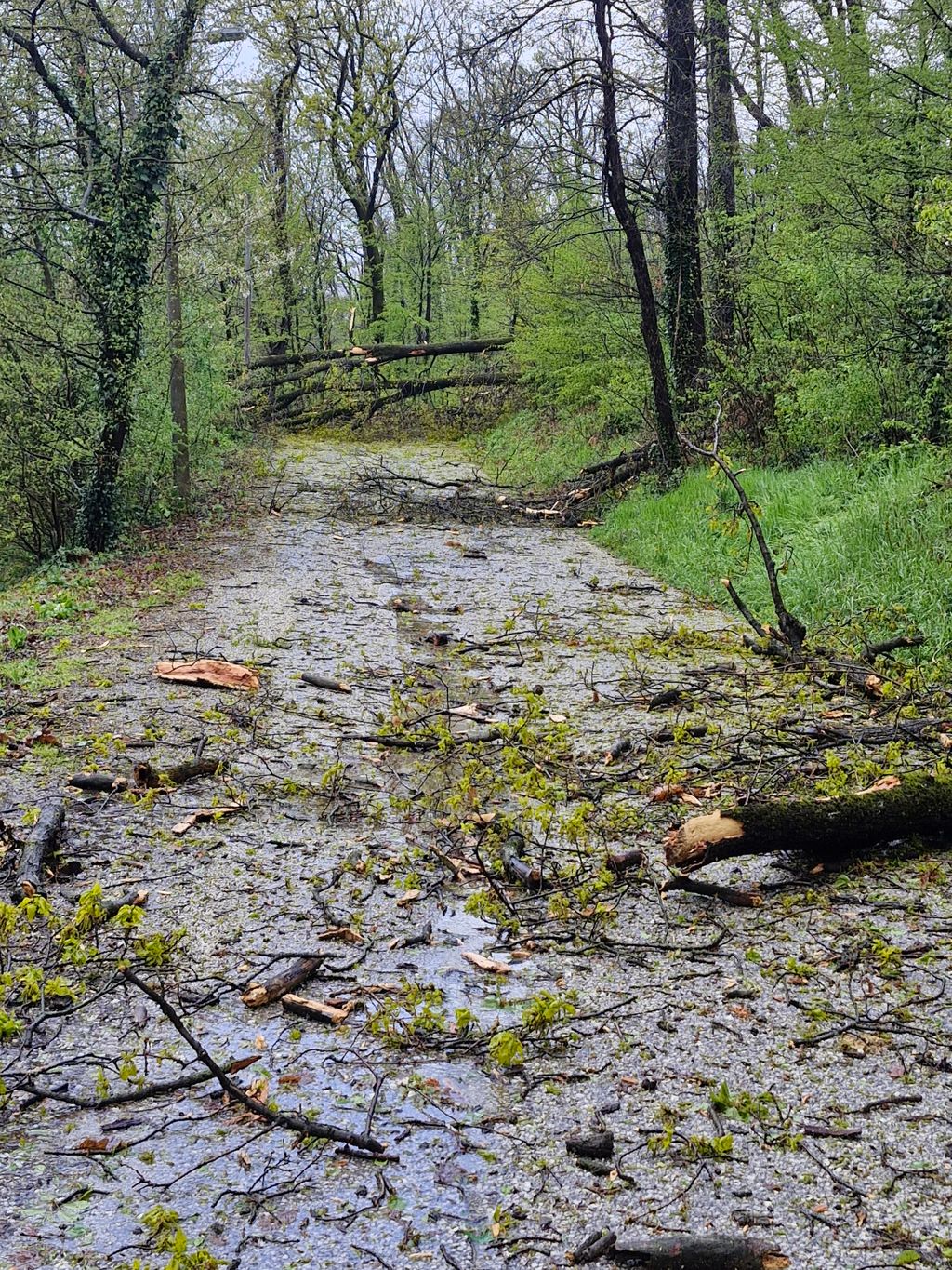 Drveće na prometnicama