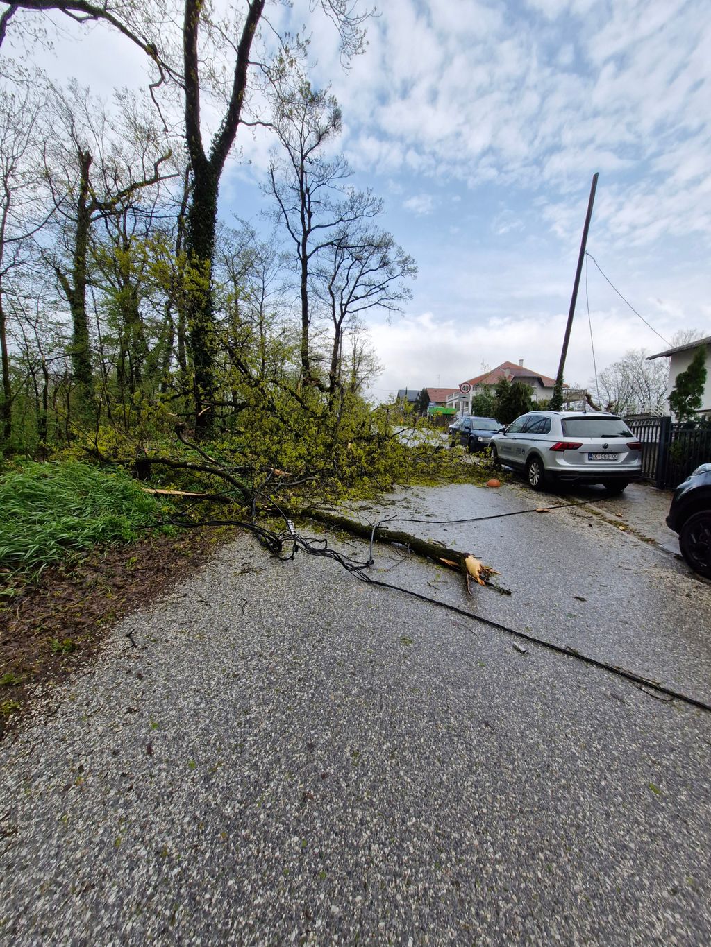 Drveće na prometnicama