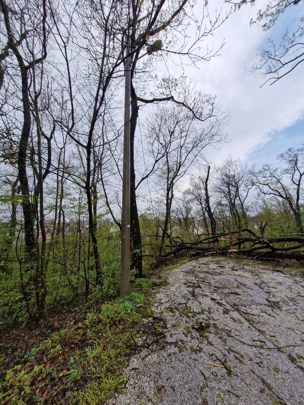 Drveće na prometnicama