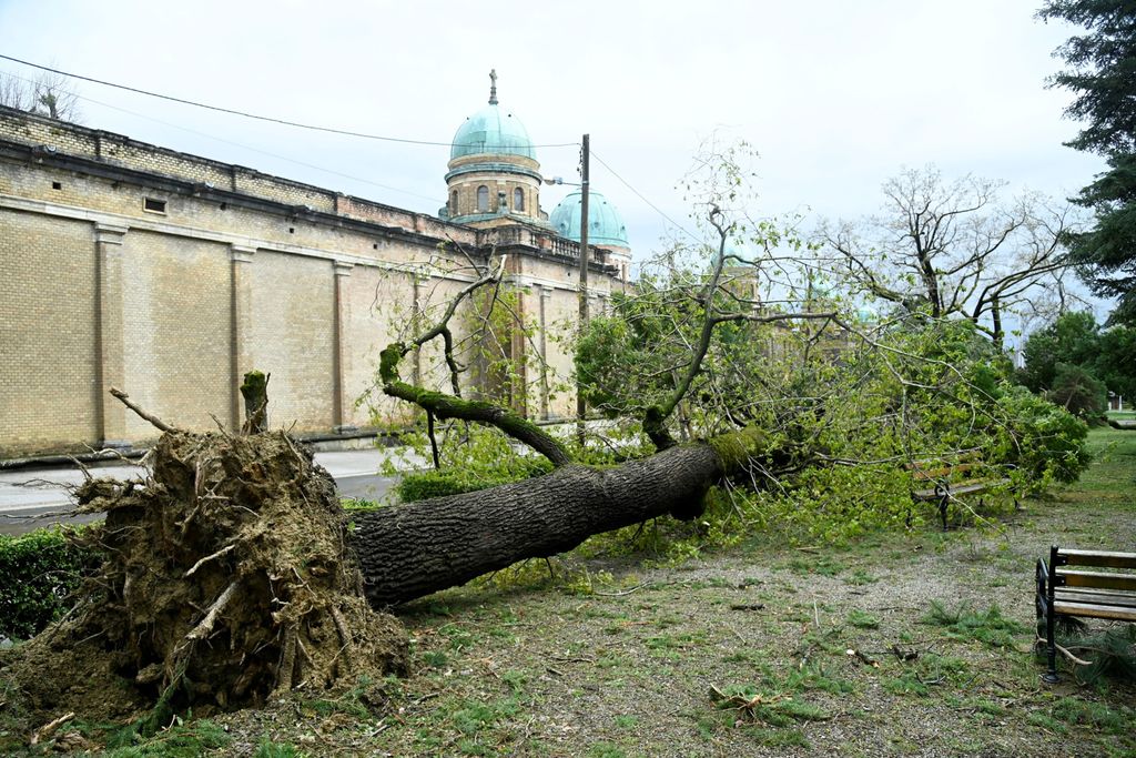 Šteta na Mirogoju - 1