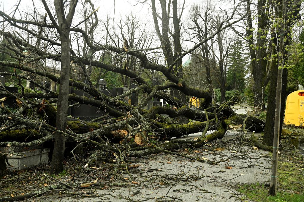 Šteta na Mirogoju - 1