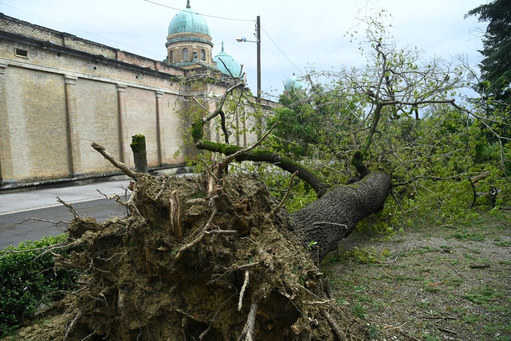 Šteta na Mirogoju - 1