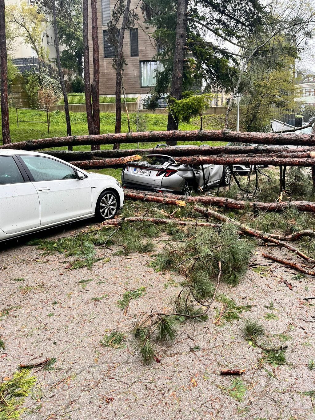 Drveće na prometnicama