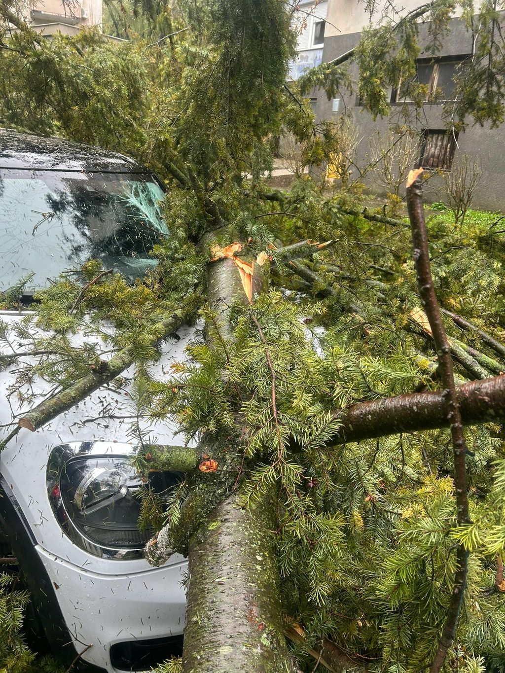 Drveće na prometnicama