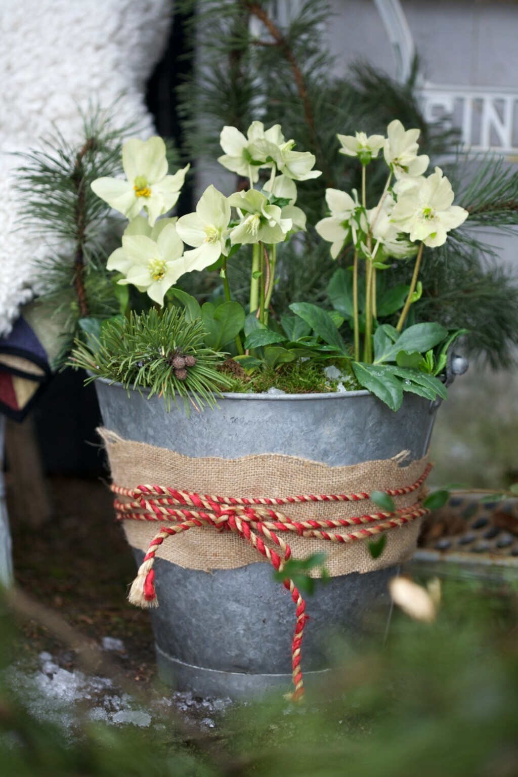 Kukurijek neki nazivaju i korizmenom ružom - 2