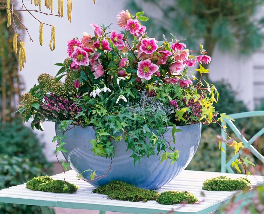 Kukurijek neki nazivaju i korizmenom ružom - 3