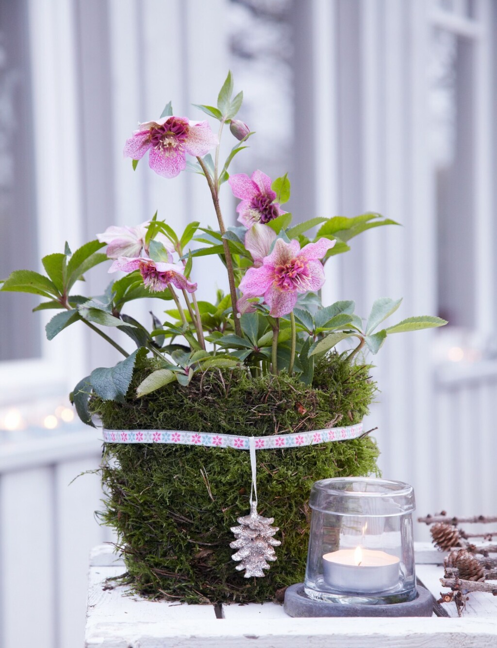 Kukurijek neki nazivaju i korizmenom ružom - 4