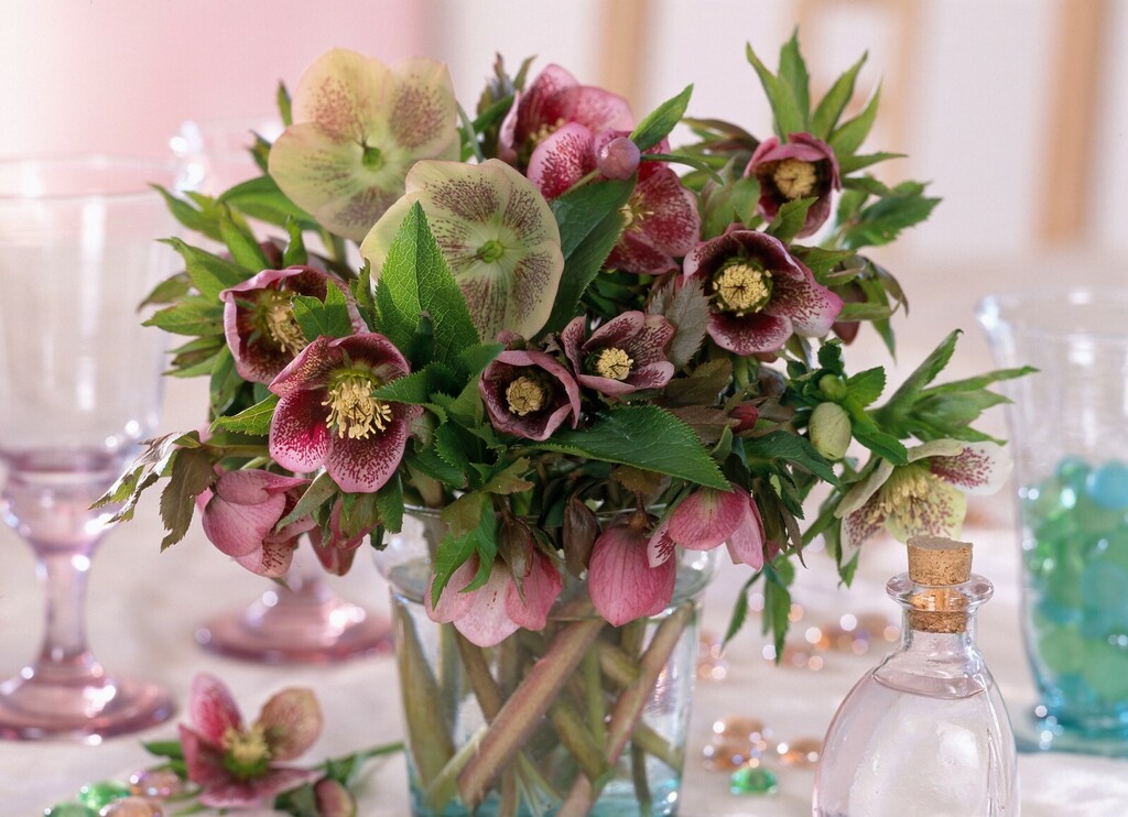 Kukurijek neki nazivaju i korizmenom ružom - 5