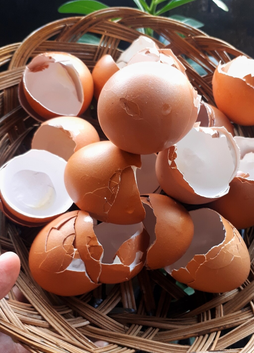 Ako ih već koristite, dodajte ih umjereno i samo biljkama kojima odgovaraju neutralniji uvjeti