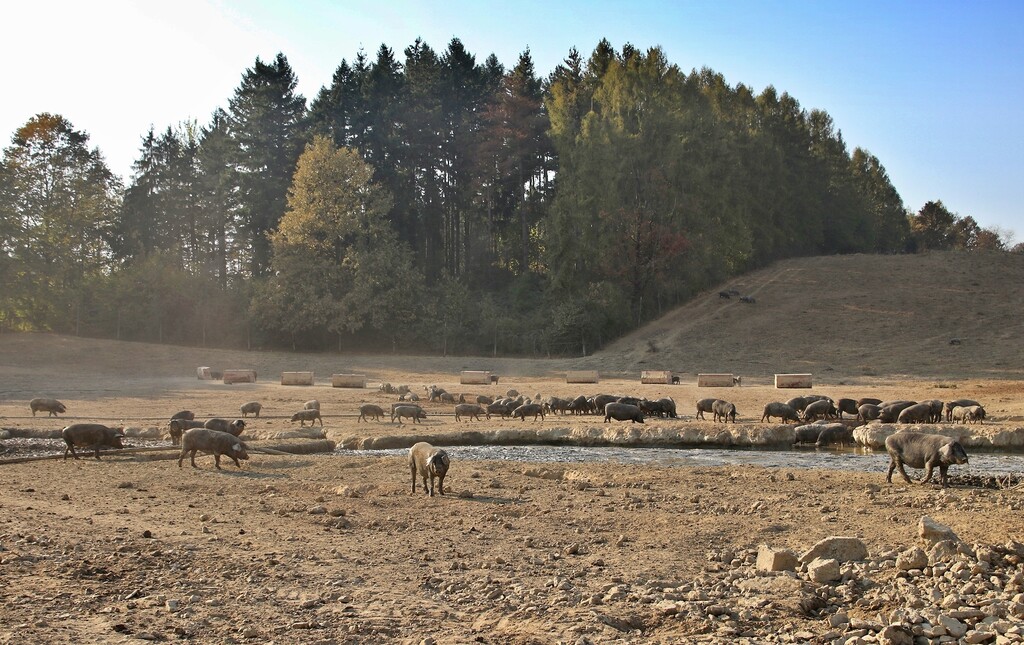 Poklon koji će svatko cijeniti: Suhomesnati proizvodi kao dar oduševit će kreativnošću, ali i okusom 
