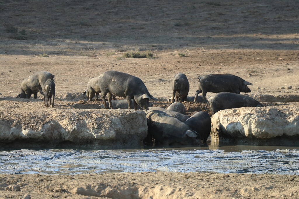 Poklon koji će svatko cijeniti: Suhomesnati proizvodi kao dar oduševit će kreativnošću, ali i okusom 
