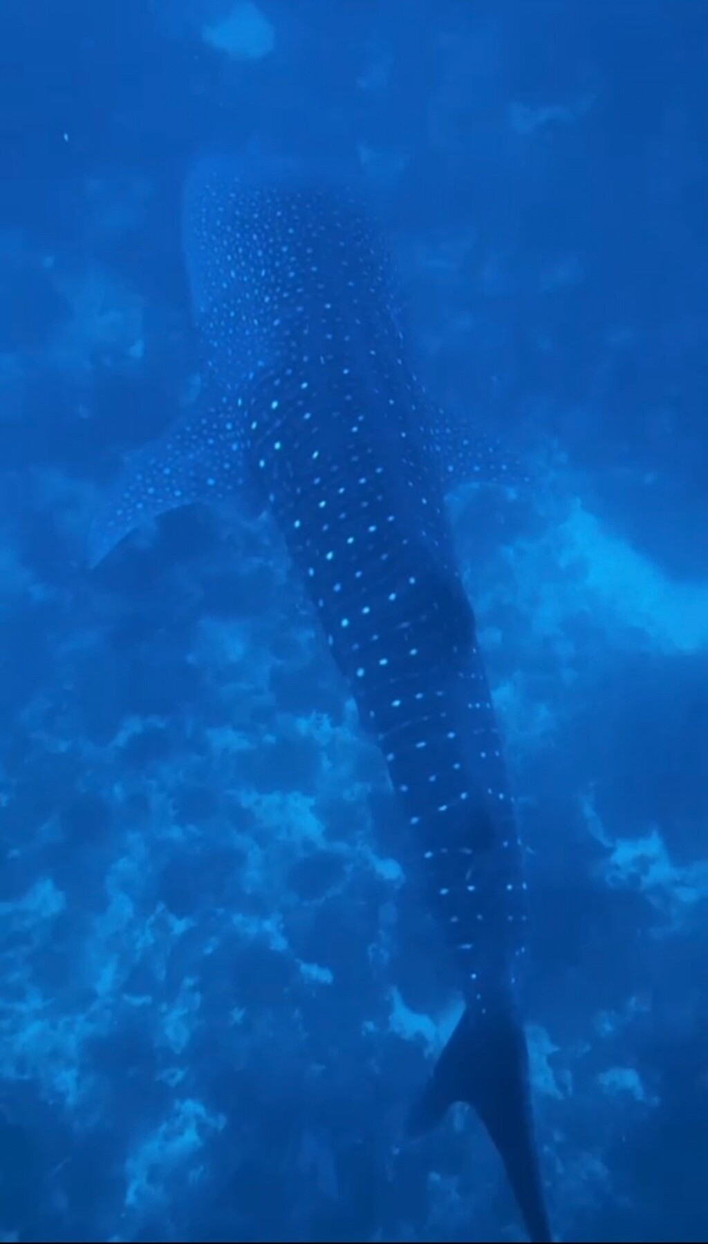 Antea Ćurin na Filipinima - 36