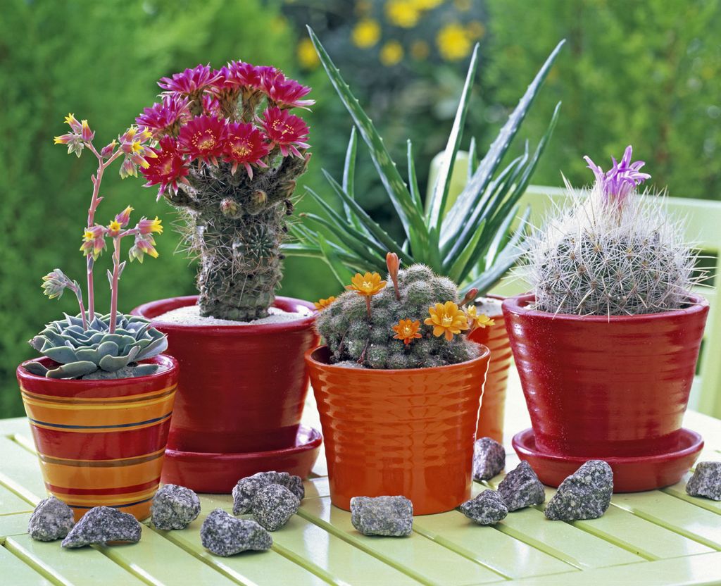 Zbog sokova u listovima sukulenti mogu preživjeti u ekstremno suhim i vrućim uvjetima - 2