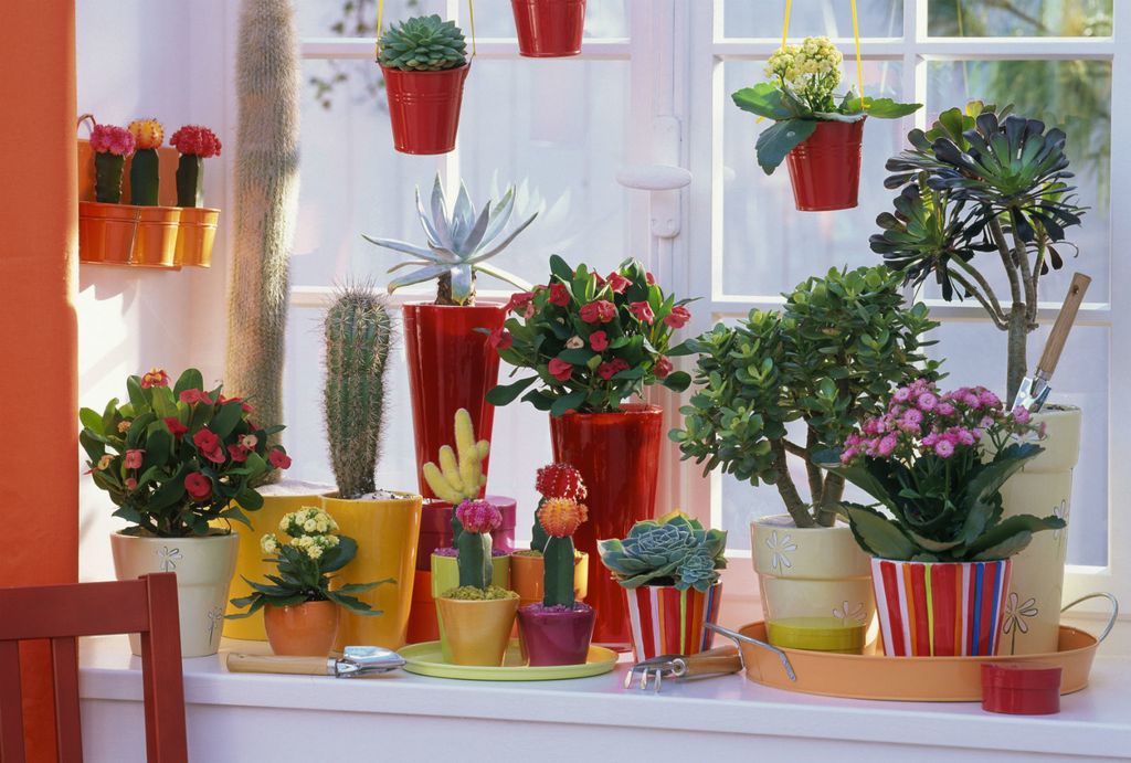 Zbog sokova u listovima sukulenti mogu preživjeti u ekstremno suhim i vrućim uvjetima - 3