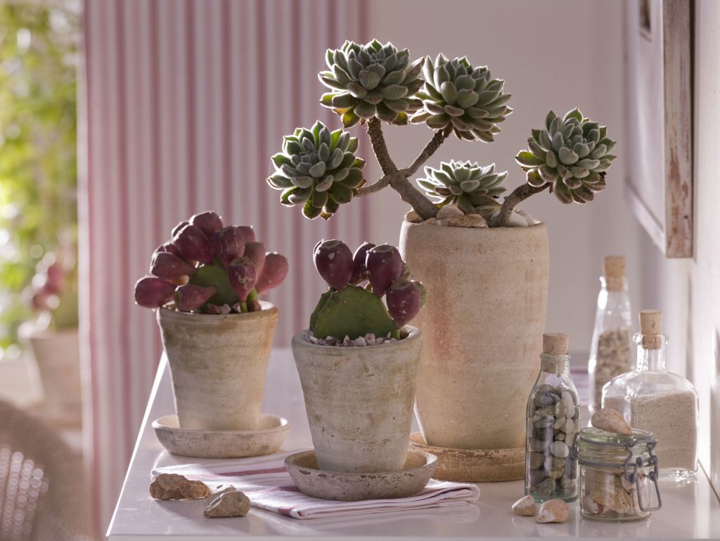 Zbog sokova u listovima sukulenti mogu preživjeti u ekstremno suhim i vrućim uvjetima