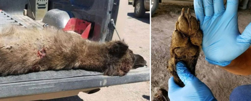 Misteriozna životinja nalik na vukodlaka ubijena u Montani (Foto: Montana fish, wildlife & parks)