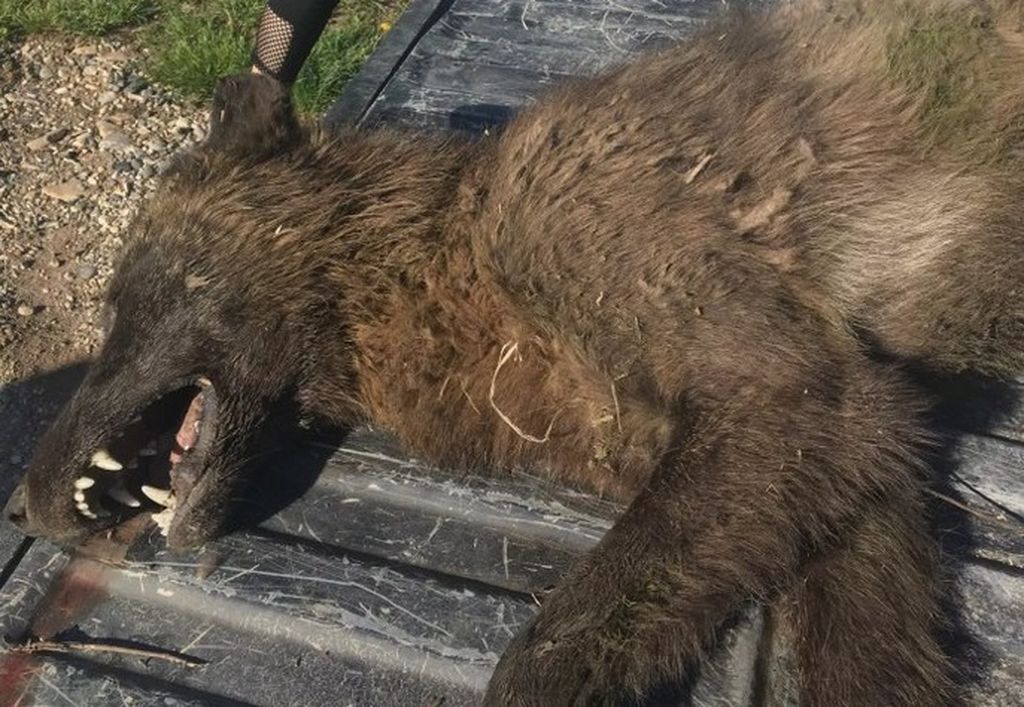 Misteriozna životinja nalik na vukodlaka ubijena u Montani (Foto: Montana fish, wildlife & parks)