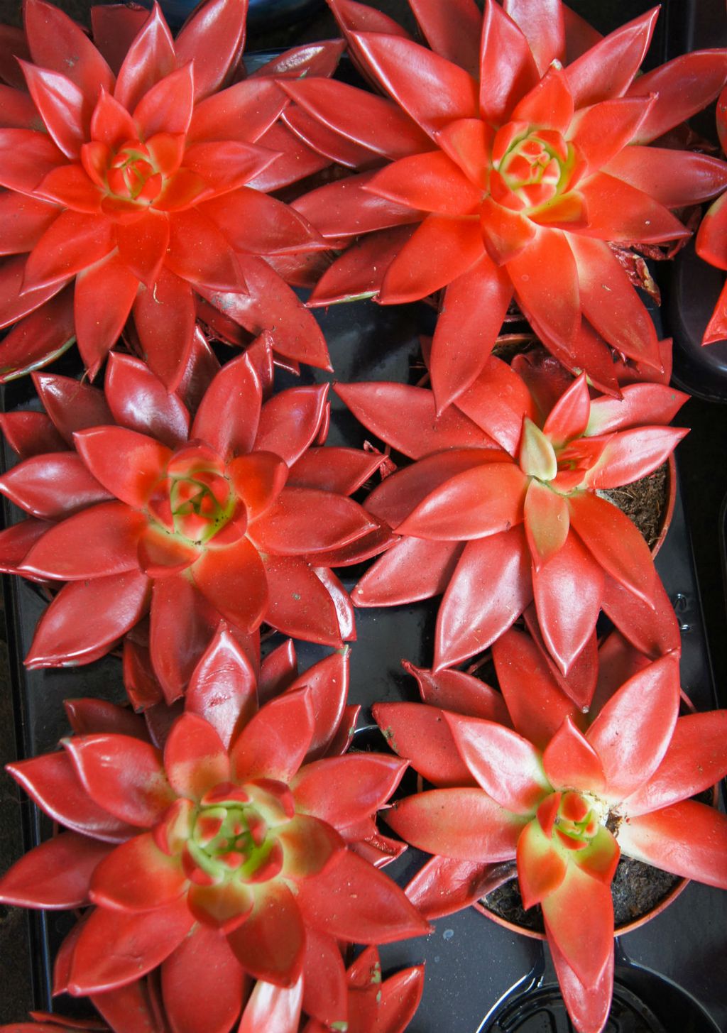 Ovan - crvena Echeveria Agavoides