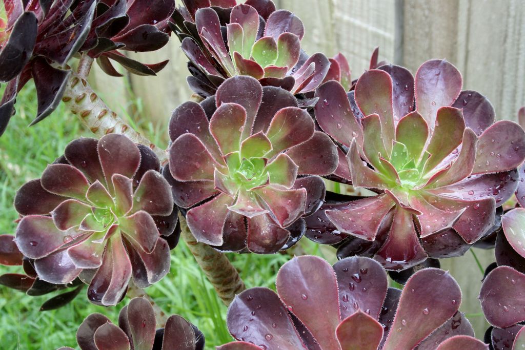 Bik - Aeonium Arboreum