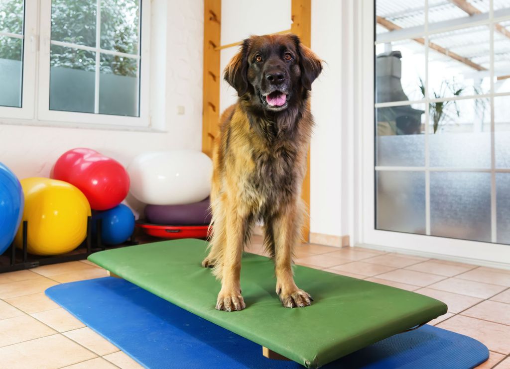 Leonberger
