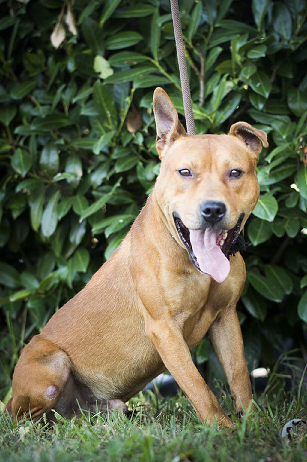 Dvogodišnji Duba u azilu Dumovec čeka svoj novi dom