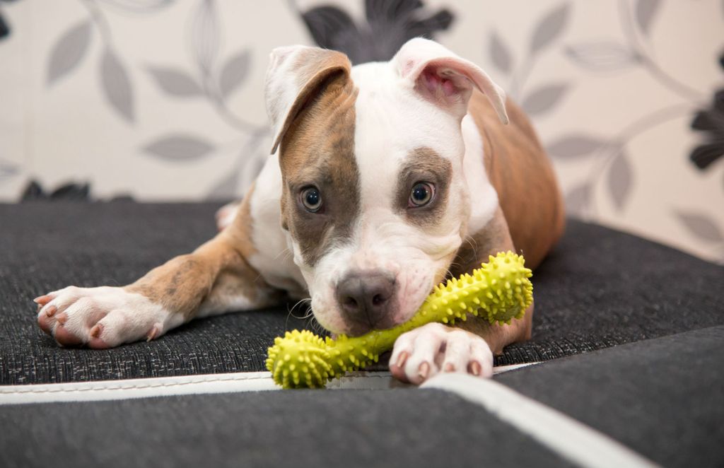 Štene američkog stafordskog terijera