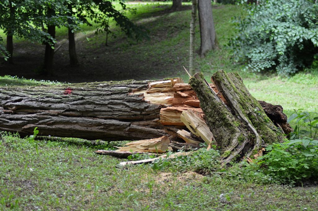 Sječa drveća u Strossmayerovu perivoju (Foto: Univerzal) - 3