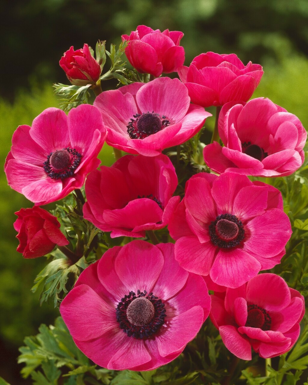 Anemona je cvijet koji sve češće viđamo na balkonima i u vrtovima - 4