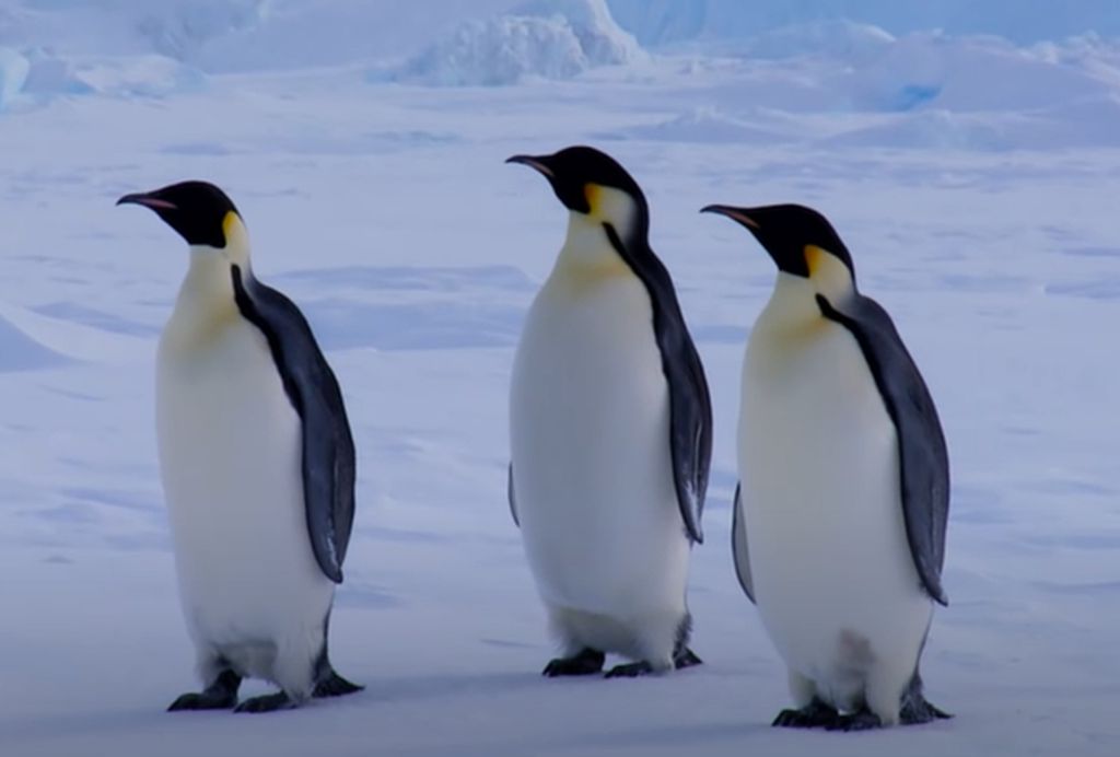 carski pingvini