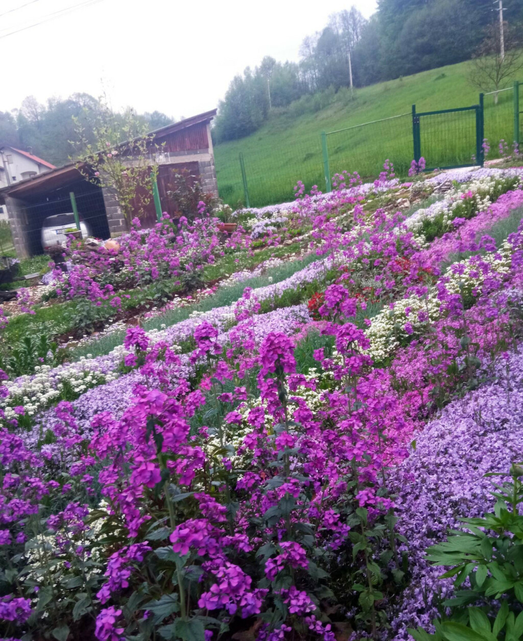 Dvorište Mubere Tabak iz BiH prepuno je ljubičastog cvijeća
