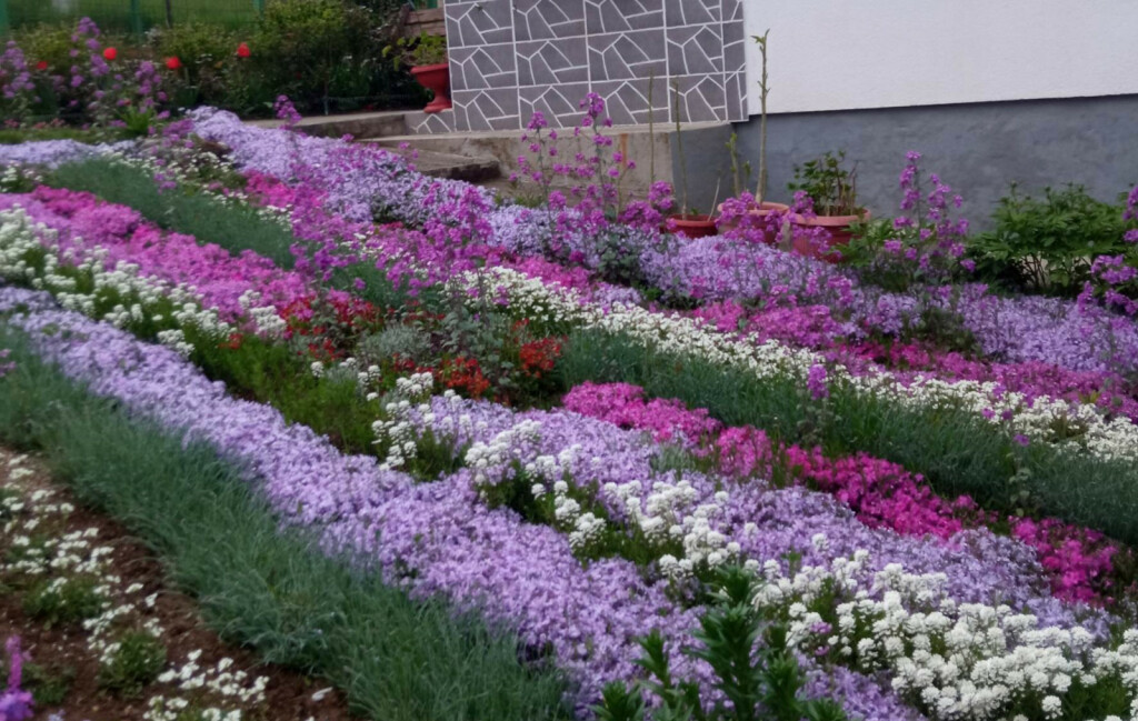 Dvorište Mubere Tabak iz BiH prepuno je ljubičastog cvijeća - 10