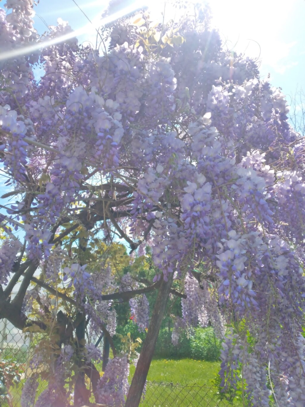 Glicinija iz Virovitice