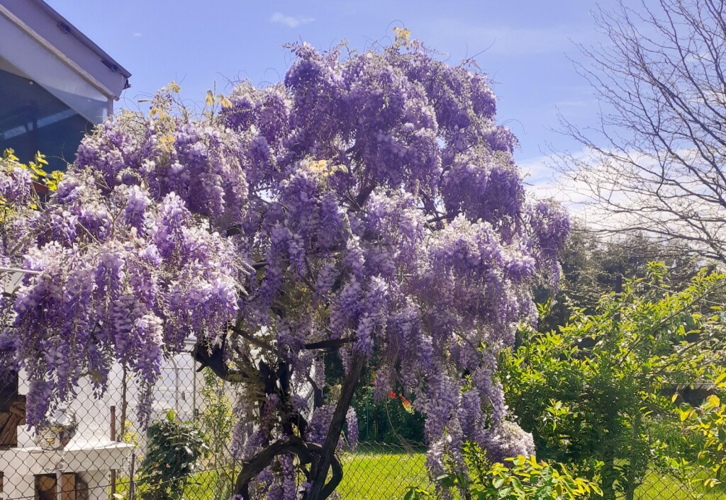 Mirisna glicinija iz Virovitice