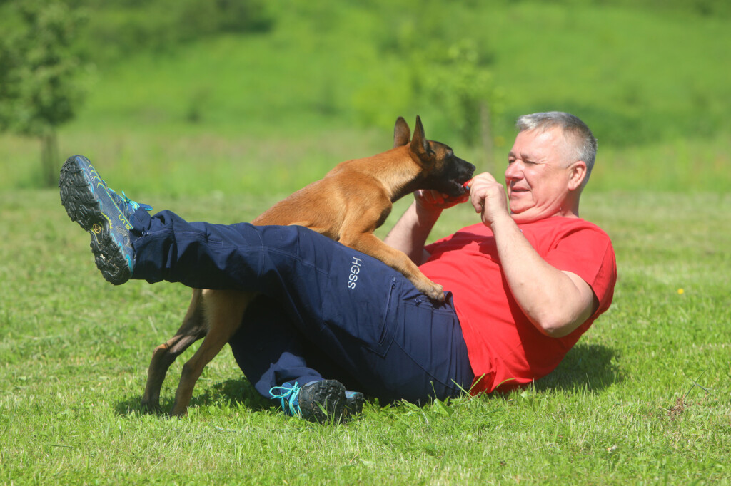 Mladi belgijski ovčar Zorro novi je potražni pas HGSS stanice Ogulin - 5